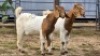 2 X BOER GOAT BUCK C. VAN TONDER (Per animal to take the lot)