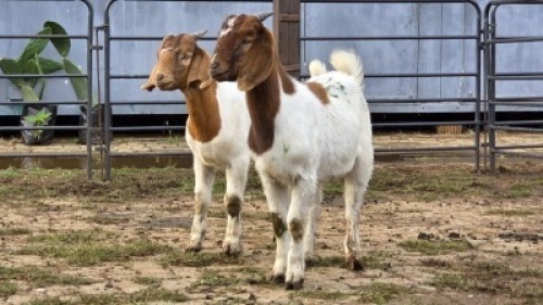 2 X BOER GOAT BUCK C. VAN TONDER (Per animal to take the lot)