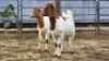 2 X BOER GOAT BUCK C. VAN TONDER (Per animal to take the lot)