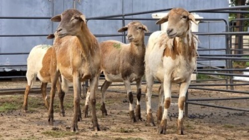 1 X BOER GOAT BUCK C. VAN TONDER
