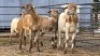 2+2 X MEATMASTER EWE C. VAN TONDER (Per animal to take the lot)