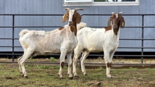 1 X BOER GOAT DOE JC SWART