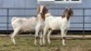 1 X BOER GOAT DOE JC SWART