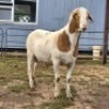 1 X MEATMASTER RAM JC SWART