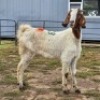 2 X BOER GOAT DOE JC SWART (Per animal to take the lot)