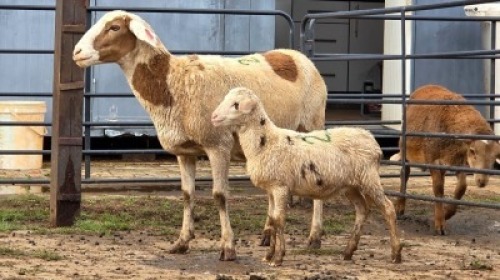 1+1 X MEATMASTER RAM DJM BOER GOATS