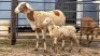 1+1 X MEATMASTER RAM DJM BOER GOATS