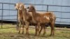 3 X MEATMASTER EWE DJM BOER GOATS (Per animal to take the lot)