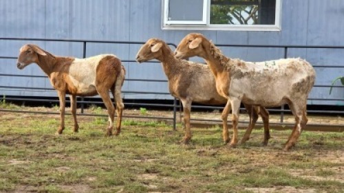 3 X MEATMASTER EWE DJM BOER GOATS (Per animal to take the lot)