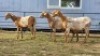 3 X MEATMASTER EWE DJM BOER GOATS (Per animal to take the lot)