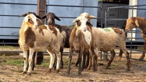 5 X MEATMASTER EWE DJM BOER GOATS (Per animal to take the lot)