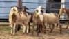 5 X MEATMASTER EWE DJM BOER GOATS (Per animal to take the lot)