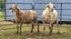 2 X MEATMASTER RAM DJM BOER GOATS (Per animal to take the lot)