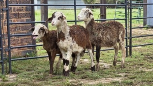 3 X MEATMASTER RAM DJM BOER GOATS (Per animal to take the lot)