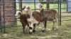 3 X MEATMASTER RAM DJM BOER GOATS (Per animal to take the lot)
