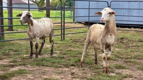 2 X MEATMASTER RAM DJM BOER GOATS (Per animal to take the lot)