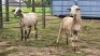 2 X MEATMASTER RAM DJM BOER GOATS (Per animal to take the lot)
