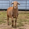 1 X MEATMASTER RAM DJM BOER GOATS