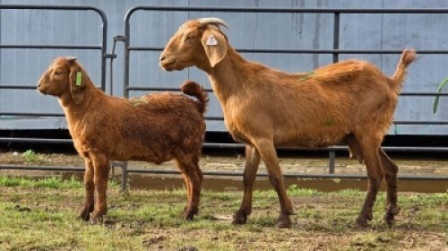 1+1 X KALAHARI RED DOE WILMEG