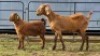 1+1 X KALAHARI RED DOE WILMEG