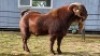 1 X KALAHARI RED BUCK WILMEG
