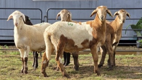 5 X MEATMASTER RAM WILMEG (Per animal to take the lot)