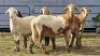 5 X MEATMASTER RAM WILMEG (Per animal to take the lot)