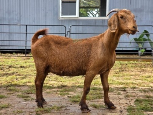 1 X KALAHARI RED DOE WILMEG
