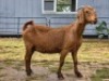 1 X KALAHARI RED DOE WILMEG