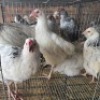 7 X FARM CHICKENS ROOSTER & HEN GRAFTON (Per animal to take the lot)