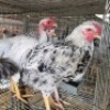 6 X FARM CHICKENS ROOSTER & HEN GRAFTON (Per animal to take the lot)