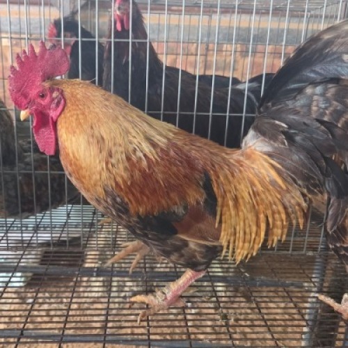 2 X FARM CHICKENS ROOSTER LIVESTOCK 8084 (Per animal to take the lot)