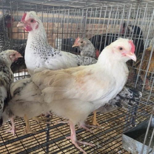 10 X FARM CHICKENS ROOSTER & HEN GRAFTON (Per animal to take the lot)