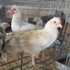 10 X FARM CHICKENS ROOSTER & HEN GRAFTON (Per animal to take the lot)