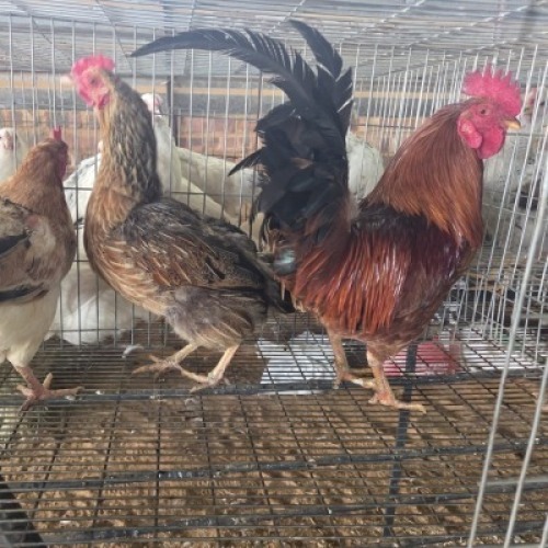 3 X FARM CHICKENS ROOSTER & HEN LIVESTOCK 8084 (Per animal to take the lot)