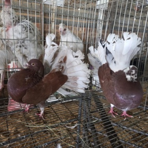 2 X FAN TAILS ROOSTER & HEN WILMEG (Per animal to take the lot)