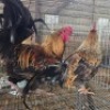 2 X FARM CHICKENS ROOSTER LIVESTOCK 8084 (Per animal to take the lot)