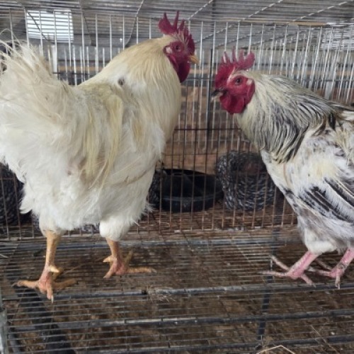 2 X FARM CHICKENS ROOSTER LIVESTOCK 8084 (Per animal to take the lot)