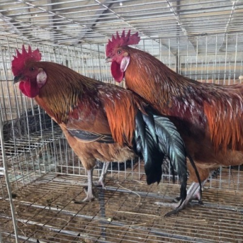 2 X VORWERK CHICKENS ROOSTER LIVESTOCK 8084 (Per animal to take the lot)