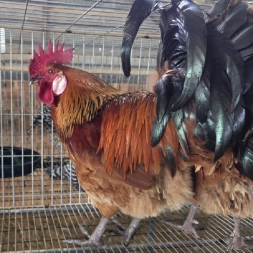 2 X VORWERK CHICKENS ROOSTER LIVESTOCK 8084 (Per animal to take the lot)