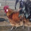 2 X VORWERK CHICKENS ROOSTER LIVESTOCK 8084 (Per animal to take the lot)