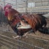 1 X BOSVELDER CHICKENS ROOSTER LIVESTOCK 8084