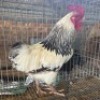 1 X FARM CHICKENS ROOSTER LIVESTOCK 8084
