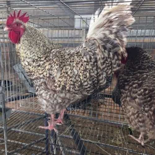 2 X KOEKOE CHICKENS ROOSTER & HEN HSM KOTZE (Per animal to take the lot)