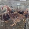 4 X BOSVELDER CHICKENS ROOSTER & HEN JOS SCHINKEL (Per animal to take the lot)