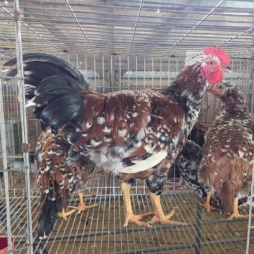 4 X BOSVELDER CHICKENS ROOSTER & HEN JOS SCHINKEL (Per animal to take the lot)