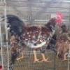 4 X BOSVELDER CHICKENS ROOSTER & HEN JOS SCHINKEL (Per animal to take the lot)