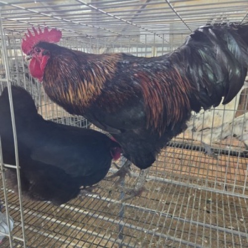 2 X FARM CHICKENS ROOSTER & HEN HSM KOTZE (Per animal to take the lot)