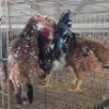 4 X BOSVELDER CHICKENS ROOSTER & HEN JOS SCHINKEL (Per animal to take the lot)