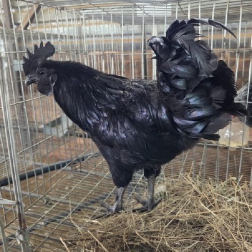 1 X AYAM CEMANI ROOSTER JIRI TOMAS KRAAL